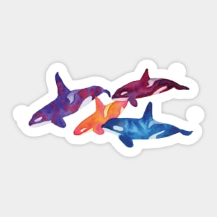 Orca's Sticker